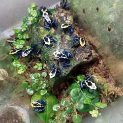 Plants