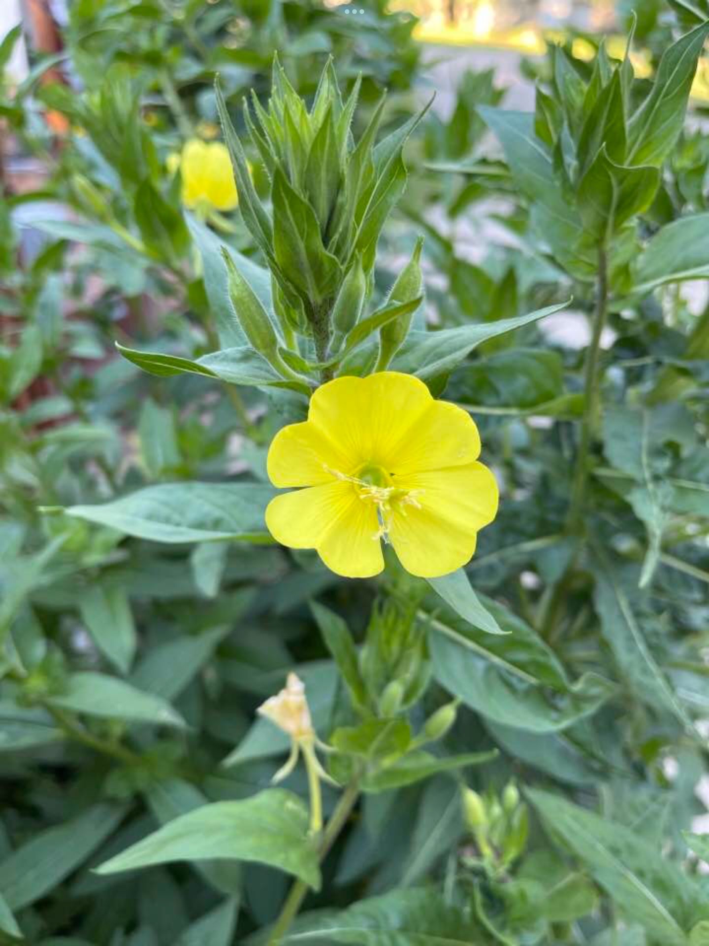 Evening Primrose Flowers