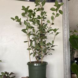 Mayten Tree ( Maytenus Boaria)