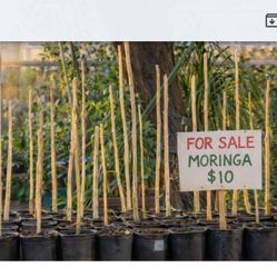 Morninga Trees And Cuttings