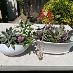 Mother’s Day Succulent Sale