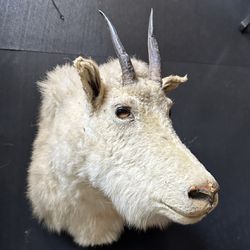 Mountain Goat Shoulder Mount Taxidermy.Dall Goat