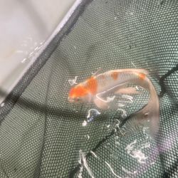 Pond Filter 