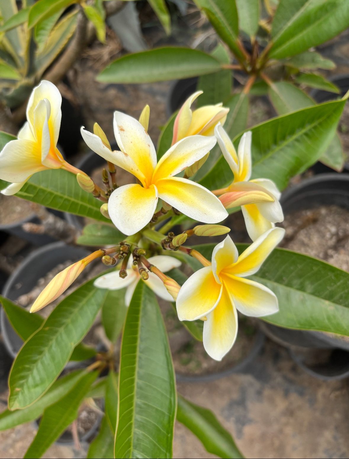 Plumeria Plant in Pot