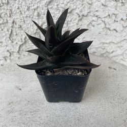 2 Inch Pot Succulent Plant - Rare Aloe - Walmsley's Bronze - Rooted & Established - Drought Resistant 🪴 Great Baby Shower or Wedding Favors 