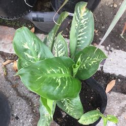 Hermosa Planta de Sombra 