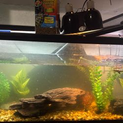 Fish Tank 