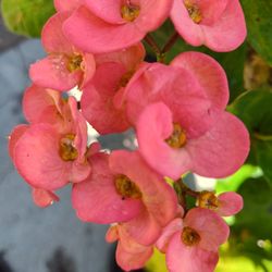 Plant Corona De Cristo Or Crown Of Thorns