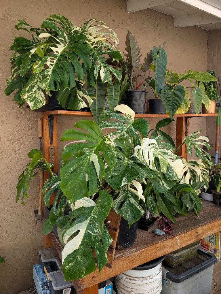 Premium Aroid Soil Mix