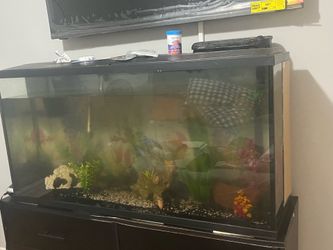55 gallon tank