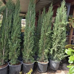 Italian Cypress Pines 7gallon 7ft Tall 