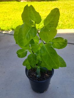 Planta de insulina