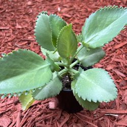 Kalanchoe pinnata - Mother Of Thousands 🪴