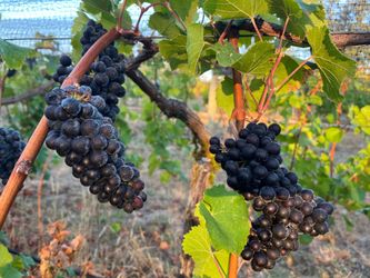 Pinot noir fruit