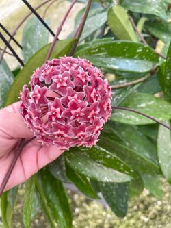 Hoya splash variegated