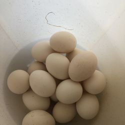 Fresh eggs for sale