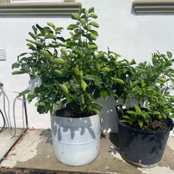 Lemon  Trees