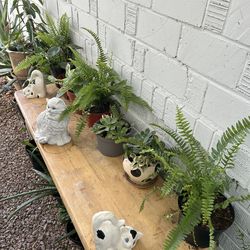 Plants for sale 10 each