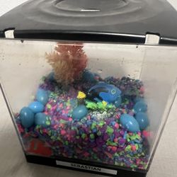 Beta Fish Tank