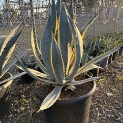 Agave