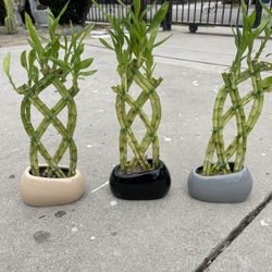 Braided Lucky Bamboo Plants In Ceramic Vases (18”tall $10 each )