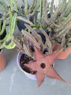 Plant Star Fish Stapelia