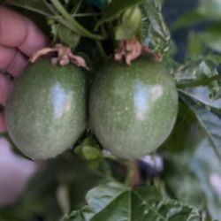 Purple Maracuya, Passion Fruit Vine Plant, In 5 Gallóns Pot Have Fruits Now Pick Up Only