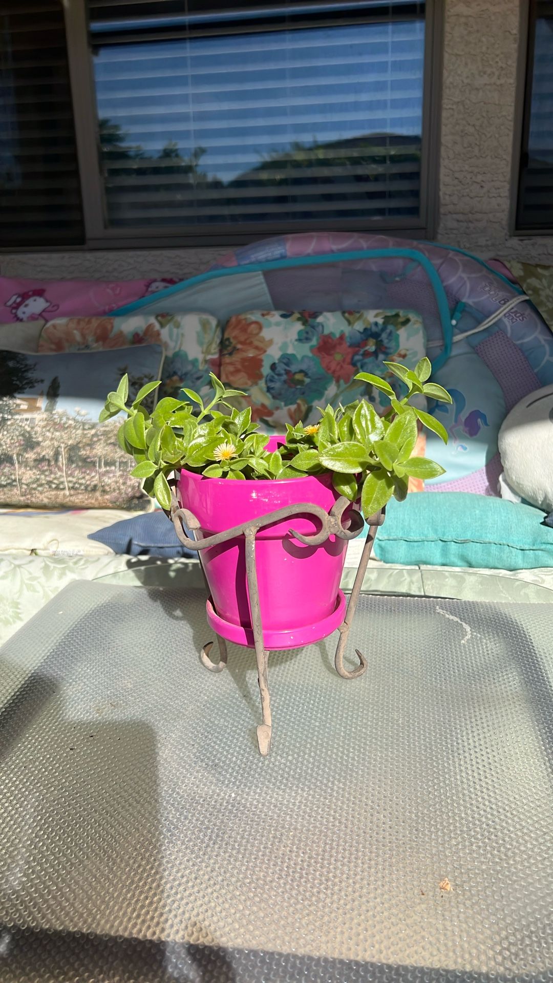 SUNNY.  ROSE. FLOWERING. PLANT