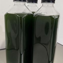 Phytoplankton, Really high concentration. 32oz,