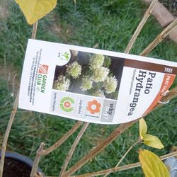 Patio Hydrangea Tree