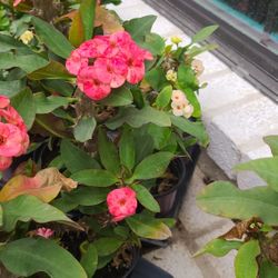 Coronas De Cristo Diferentes Colores 