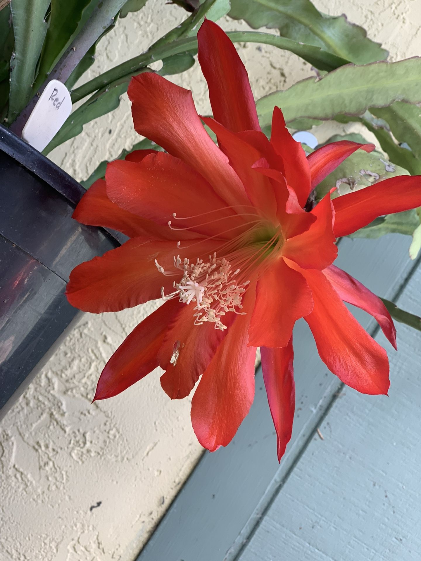 Red Orchid Cactus - Mature