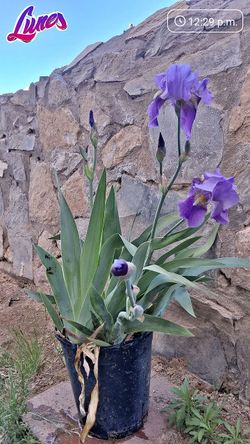Iris