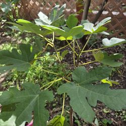 Fig Plant