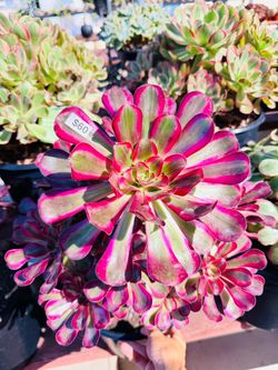 Pink Chanel aeonium