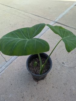 Elephant Ears