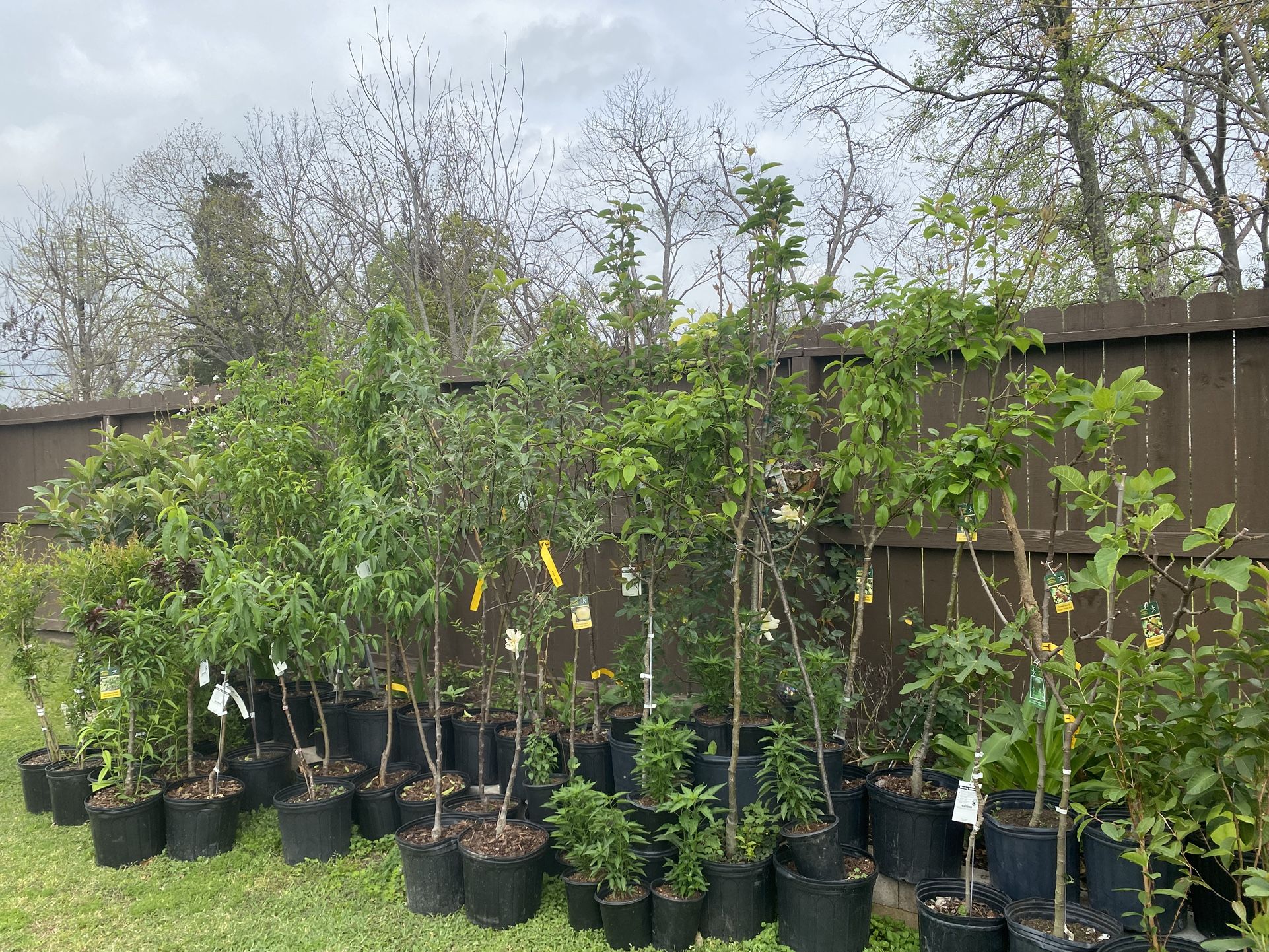 Árboles Frutales Diferentes Precios, image size:1922x1442