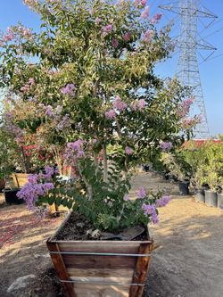 Crape Myrtles 