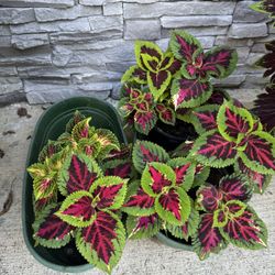 Variety Of Coleus Plants In Pots Arrangements 