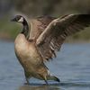 goose
