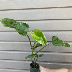 4” Philodendron Subhastatum 