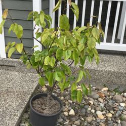 Asian/korean Pear Tree