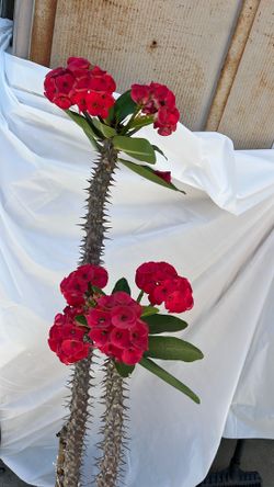 High And Red Crown Of Torn 4Years In The Same Pot More Then 4F High Good Condition Ready For A Big Pot Or On The Dirt 