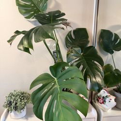 Monstera Deliciosa
