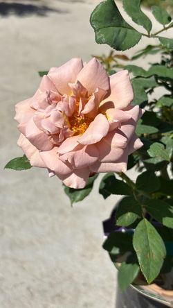 š¹ KOKO LOCO⢠ROSE ā 5 GALLON | GORGEOUS COLOR! š¹