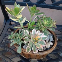 Succulents