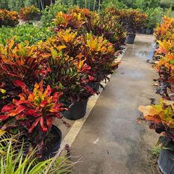 Crotos California 7gallones 3ft Tall 