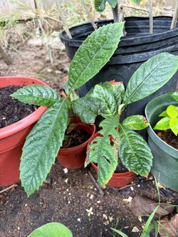 Healthy loquat tree saplings. $5 each