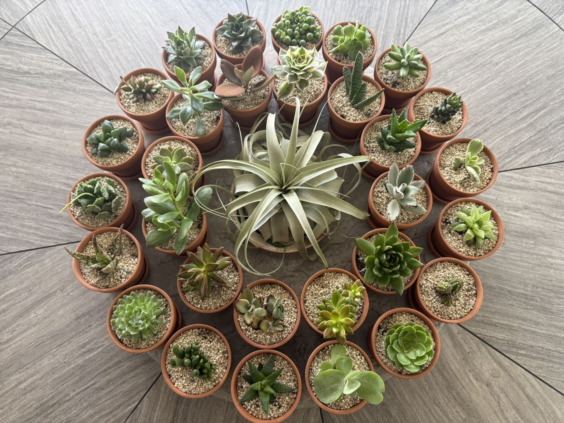 Bridal/Baby, Made To Order Succulent Shower Favors
