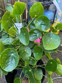 Pilea Chinese money tree